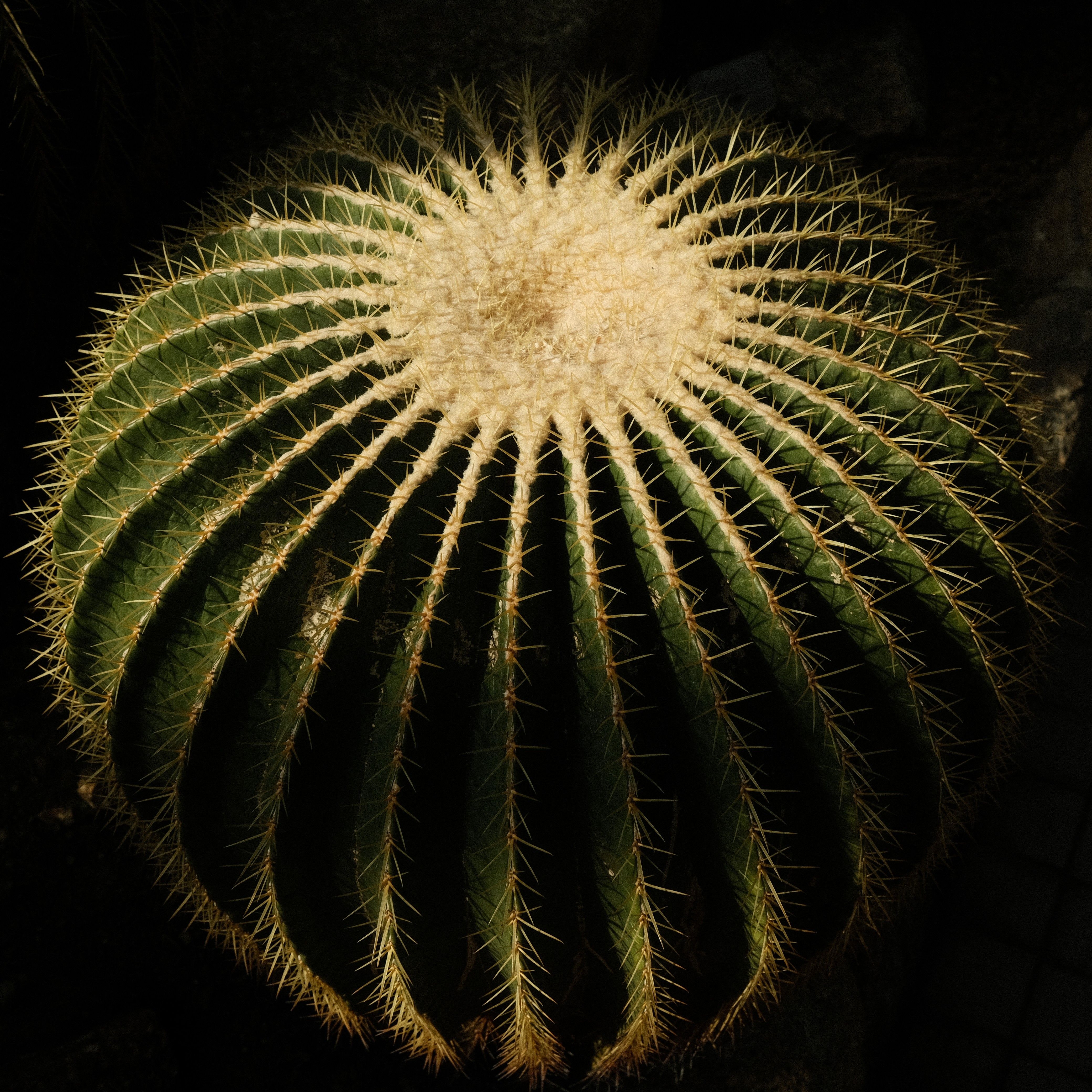 Cactus
