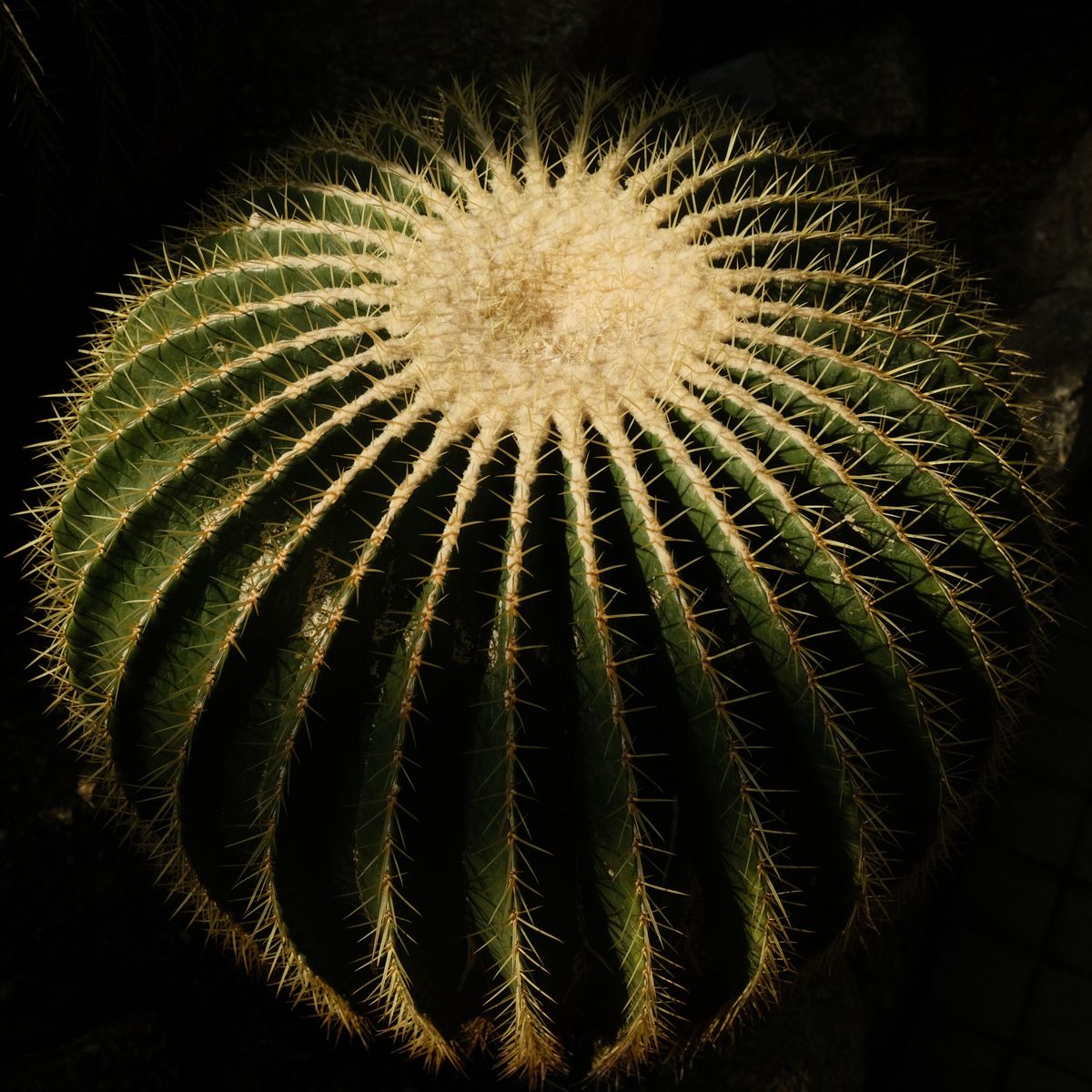 Cactus