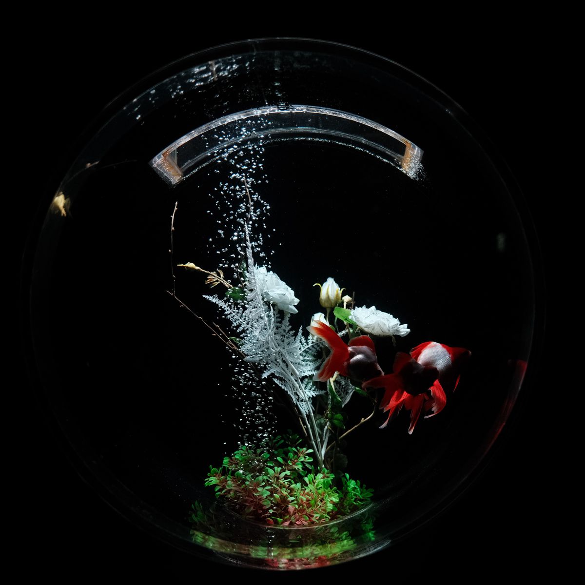 Fish