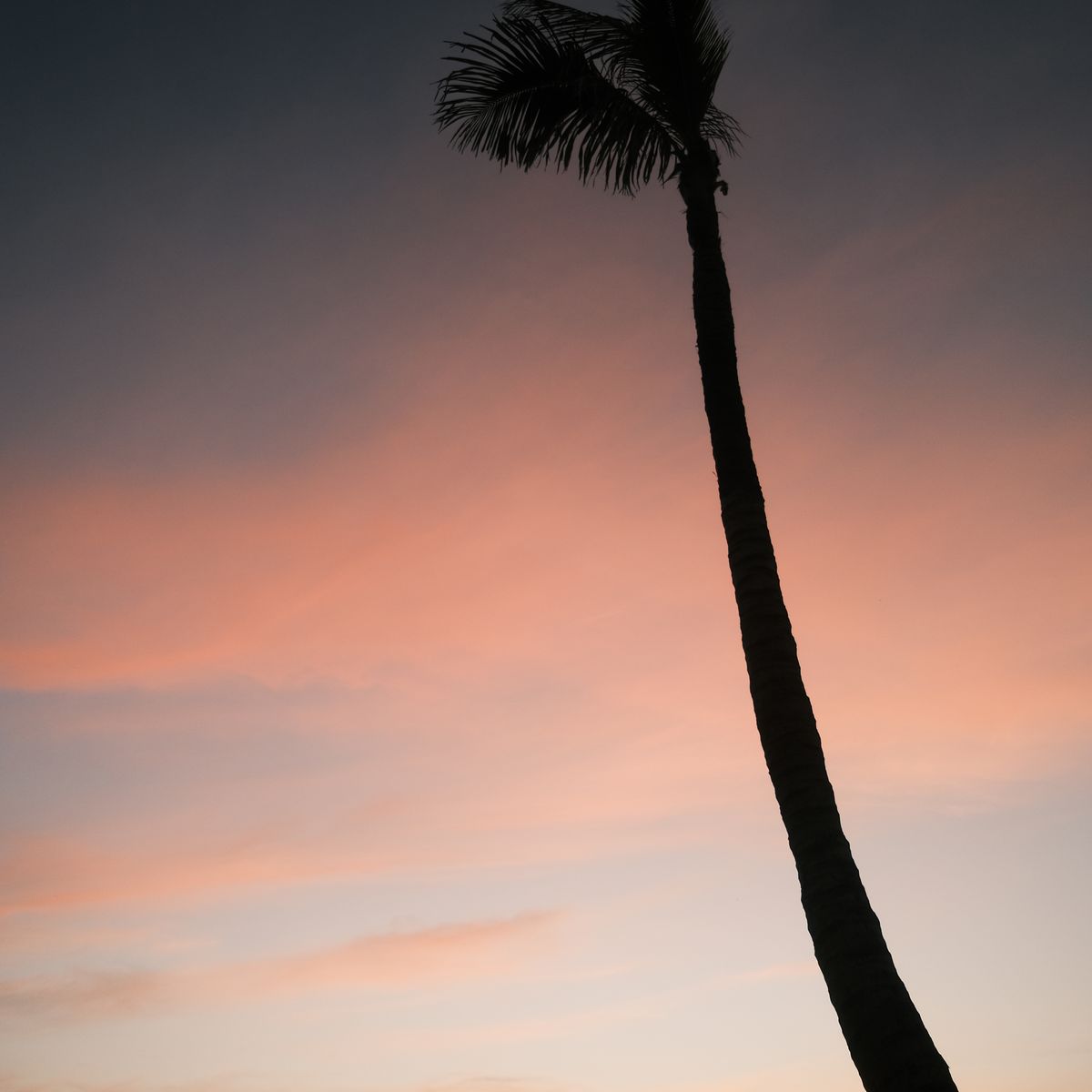 Palm